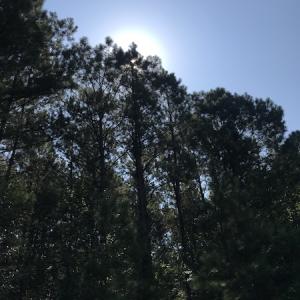 Photo #6 of Off Wyatt Road, Stony, VA 100.0 acres