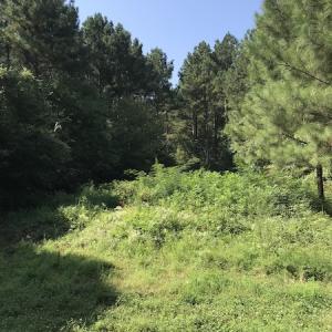 Photo #7 of Off Wyatt Road, Stony, VA 100.0 acres