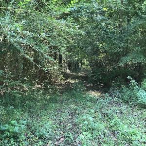 Photo #8 of Off Wyatt Road, Stony, VA 100.0 acres