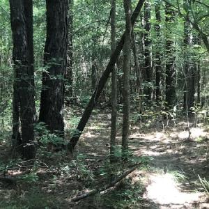 Photo #9 of Off Wyatt Road, Stony, VA 100.0 acres