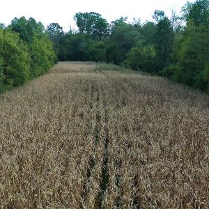 Photo #9 of SOLD property in Off Brook Cove Road, Walnut Cove, NC 42.9 acres