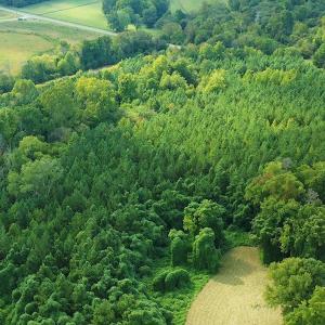 Photo #13 of SOLD property in Off Brook Cove Road, Walnut Cove, NC 42.9 acres