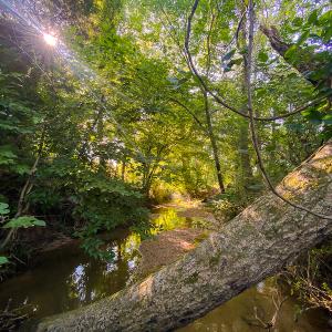 Photo #17 of SOLD property in Off Brook Cove Road, Walnut Cove, NC 42.9 acres