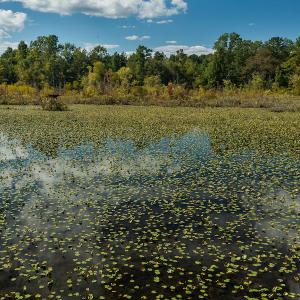 Photo #16 of SOLD property in 1581 Brook Cove Road, Walnut Cove, NC 78.4 acres