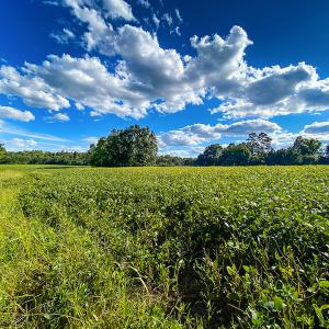 Photo #32 of SOLD property in 1581 Brook Cove Road, Walnut Cove, NC 78.4 acres