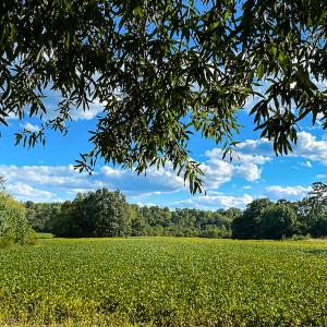 Photo #36 of SOLD property in 1581 Brook Cove Road, Walnut Cove, NC 78.4 acres