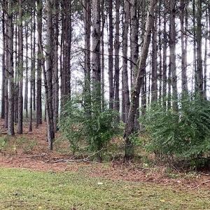 Photo #5 of SOLD property in 883 Beaverdam Road, Clarendon, NC 3.0 acres
