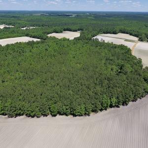 Photo #11 of SOLD property in Off Hwy 210, Garland, NC 656.0 acres