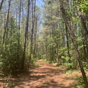 Photo #29 of SOLD property in Off Hwy 210, Garland, NC 656.0 acres