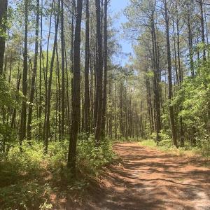 Photo #30 of SOLD property in Off Hwy 210, Garland, NC 656.0 acres