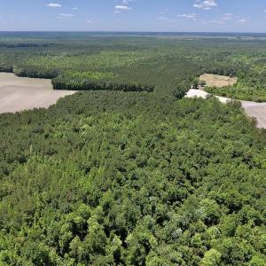 Photo #6 of SOLD property in Off Hwy 210, Garland, NC 656.0 acres