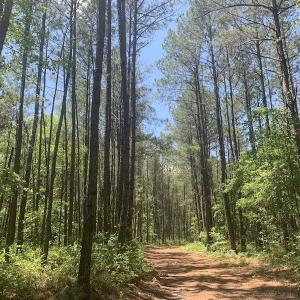 Photo #31 of SOLD property in Off Hwy 210, Garland, NC 656.0 acres