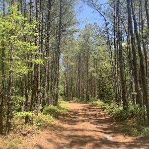 Photo #33 of SOLD property in Off Hwy 210, Garland, NC 656.0 acres