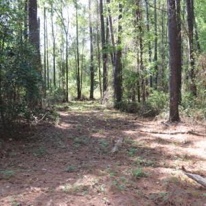 Photo #35 of SOLD property in Off Hwy 210, Garland, NC 656.0 acres