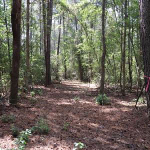 Photo #36 of SOLD property in Off Hwy 210, Garland, NC 656.0 acres