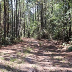 Photo #37 of SOLD property in Off Hwy 210, Garland, NC 656.0 acres