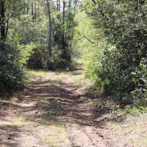 Photo #38 of SOLD property in Off Hwy 210, Garland, NC 656.0 acres