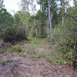 Photo #39 of SOLD property in Off Hwy 210, Garland, NC 656.0 acres