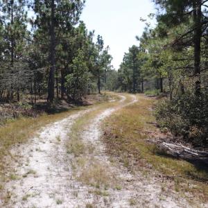 Photo #44 of SOLD property in Off Hwy 210, Garland, NC 656.0 acres