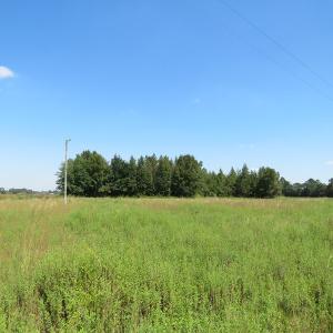 Photo #8 of SOLD property in Off Dawns Drive, Rowland, NC 17.9 acres