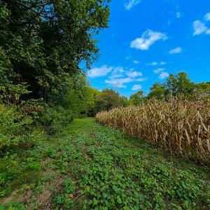 Photo #2 of SOLD property in Off Coles Ferry Road, Nathalie, VA 31.5 acres