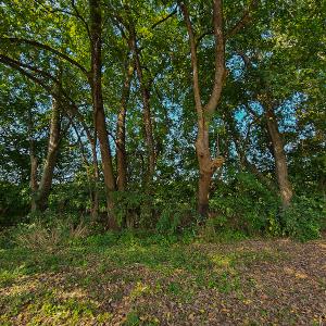 Photo #10 of SOLD property in Off Coles Ferry Road, Nathalie, VA 31.5 acres