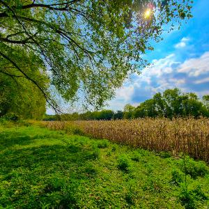 Photo #12 of SOLD property in Off Coles Ferry Road, Nathalie, VA 31.5 acres