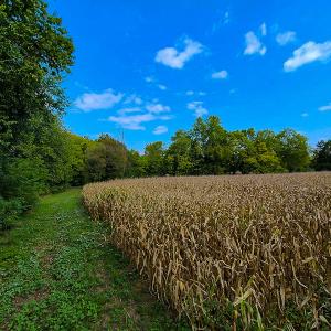 Photo #3 of SOLD property in Off Coles Ferry Road, Nathalie, VA 31.5 acres