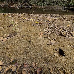 Photo #14 of SOLD property in Off Coles Ferry Road, Nathalie, VA 31.5 acres