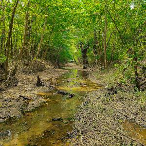 Photo #17 of SOLD property in Off Coles Ferry Road, Nathalie, VA 31.5 acres