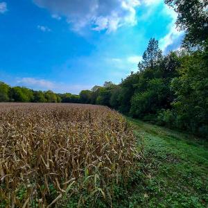 Photo #4 of SOLD property in Off Coles Ferry Road, Nathalie, VA 31.5 acres