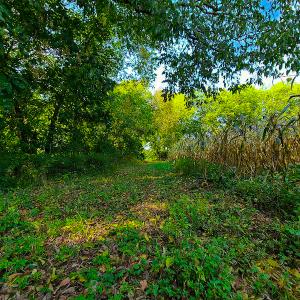 Photo #6 of SOLD property in Off Coles Ferry Road, Nathalie, VA 31.5 acres