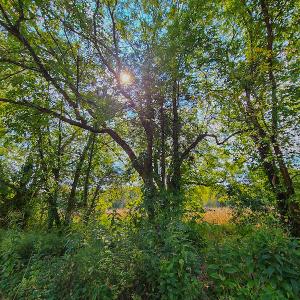 Photo #7 of SOLD property in Off Coles Ferry Road, Nathalie, VA 31.5 acres