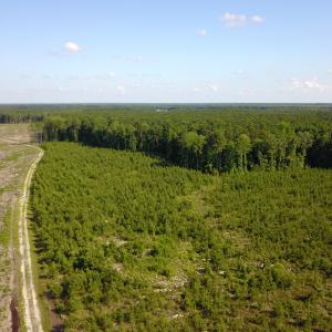 Photo #4 of Off Hwy 258, Como, NC 175.0 acres
