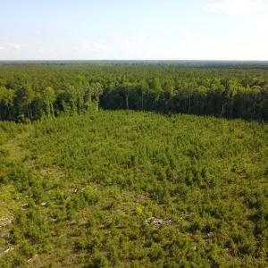 Photo #5 of Off Hwy 258, Como, NC 175.0 acres