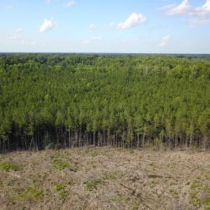 Photo #7 of Off Hwy 258, Como, NC 175.0 acres