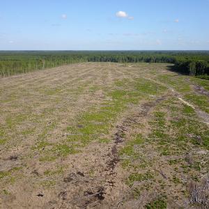 Photo #9 of Off Hwy 258, Como, NC 175.0 acres