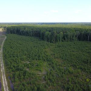 Photo #12 of Off Hwy 258, Como, NC 175.0 acres