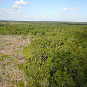 Photo #15 of Off Hwy 258, Como, NC 175.0 acres