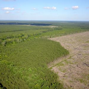 Photo #27 of Off Hwy 258, Como, NC 175.0 acres
