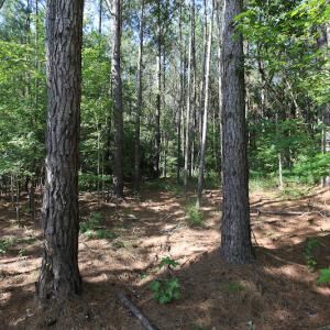 Photo #31 of Off Hwy 258, Como, NC 175.0 acres