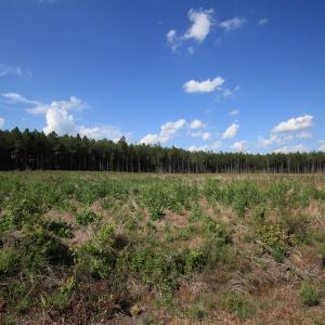 Photo #33 of Off Hwy 258, Como, NC 175.0 acres