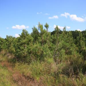 Photo #34 of Off Hwy 258, Como, NC 175.0 acres