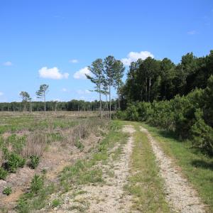 Photo #35 of Off Hwy 258, Como, NC 175.0 acres