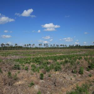 Photo #36 of Off Hwy 258, Como, NC 175.0 acres