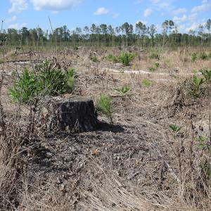 Photo #37 of Off Hwy 258, Como, NC 175.0 acres