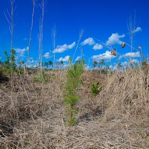 Photo #40 of Off Hwy 258, Como, NC 175.0 acres