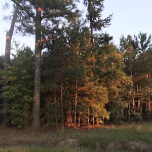 Photo #12 of SOLD property in Off Beaver Dam Road, Waverly, VA 20.0 acres