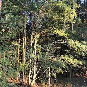 Photo #13 of SOLD property in Off Beaver Dam Road, Waverly, VA 20.0 acres
