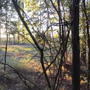 Photo #14 of SOLD property in Off Beaver Dam Road, Waverly, VA 20.0 acres